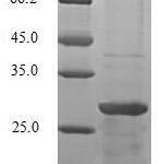 SDS-PAGE separation of QP6844 followed by commassie total protein stain results in a primary band consistent with reported data for Thyrotropin subunit beta. These data demonstrate Greater than 90% as determined by SDS-PAGE.