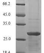 SDS-PAGE separation of QP6844 followed by commassie total protein stain results in a primary band consistent with reported data for Thyrotropin subunit beta. These data demonstrate Greater than 90% as determined by SDS-PAGE.
