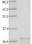 SDS-PAGE separation of QP6845 followed by commassie total protein stain results in a primary band consistent with reported data for TSLP. These data demonstrate Greater than 90% as determined by SDS-PAGE.