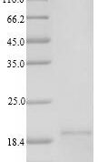 SDS-PAGE separation of QP6845 followed by commassie total protein stain results in a primary band consistent with reported data for TSLP. These data demonstrate Greater than 90% as determined by SDS-PAGE.