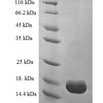 SDS-PAGE separation of QP6848 followed by commassie total protein stain results in a primary band consistent with reported data for Prealbumin / Transthyretin / TTR / PALB. These data demonstrate Greater than 90% as determined by SDS-PAGE.