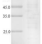 SDS-PAGE separation of QP6849 followed by commassie total protein stain results in a primary band consistent with reported data for Prealbumin / Transthyretin / TTR / PALB. These data demonstrate Greater than 90% as determined by SDS-PAGE.