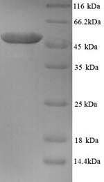 SDS-PAGE separation of QP6852 followed by commassie total protein stain results in a primary band consistent with reported data for Tubulin beta-2A chain. These data demonstrate Greater than 90% as determined by SDS-PAGE.