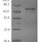 SDS-PAGE separation of QP6853 followed by commassie total protein stain results in a primary band consistent with reported data for Tubulin beta-4A chain. These data demonstrate Greater than 90% as determined by SDS-PAGE.