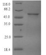 SDS-PAGE separation of QP6853 followed by commassie total protein stain results in a primary band consistent with reported data for Tubulin beta-4A chain. These data demonstrate Greater than 90% as determined by SDS-PAGE.