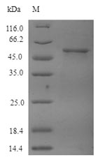 SDS-PAGE separation of QP6853 followed by commassie total protein stain results in a primary band consistent with reported data for Tubulin beta-4A chain. These data demonstrate Greater than 90% as determined by SDS-PAGE.