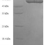 SDS-PAGE separation of QP6855 followed by commassie total protein stain results in a primary band consistent with reported data for Elongation factor Tu