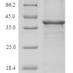 SDS-PAGE separation of QP6858 followed by commassie total protein stain results in a primary band consistent with reported data for TXNDC17 / TRP14 / TXNL5. These data demonstrate Greater than 90% as determined by SDS-PAGE.