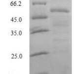 SDS-PAGE separation of QP6861 followed by commassie total protein stain results in a primary band consistent with reported data for Splicing factor U2AF 35 kDa subunit. These data demonstrate Greater than 80% as determined by SDS-PAGE.