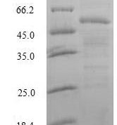 SDS-PAGE separation of QP6861 followed by commassie total protein stain results in a primary band consistent with reported data for Splicing factor U2AF 35 kDa subunit. These data demonstrate Greater than 80% as determined by SDS-PAGE.