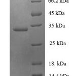 SDS-PAGE separation of QP6864 followed by commassie total protein stain results in a primary band consistent with reported data for Ubiquitin-conjugating enzyme E2 variant 2. These data demonstrate Greater than 90% as determined by SDS-PAGE.