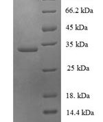SDS-PAGE separation of QP6864 followed by commassie total protein stain results in a primary band consistent with reported data for Ubiquitin-conjugating enzyme E2 variant 2. These data demonstrate Greater than 90% as determined by SDS-PAGE.