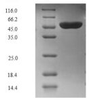 SDS-PAGE separation of QP6865 followed by commassie total protein stain results in a primary band consistent with reported data for Ubiquitin-protein ligase E3A. These data demonstrate Greater than 90% as determined by SDS-PAGE.