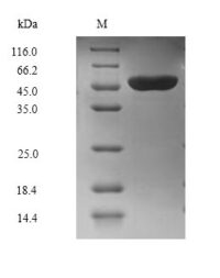 SDS-PAGE separation of QP6865 followed by commassie total protein stain results in a primary band consistent with reported data for Ubiquitin-protein ligase E3A. These data demonstrate Greater than 90% as determined by SDS-PAGE.