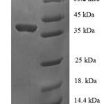 SDS-PAGE separation of QP6872 followed by commassie total protein stain results in a primary band consistent with reported data for Upstream stimulatory factor 1. These data demonstrate Greater than 90% as determined by SDS-PAGE.