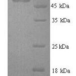 SDS-PAGE separation of QP6879 followed by commassie total protein stain results in a primary band consistent with reported data for VEGF / VEGFA / VEGF165. These data demonstrate Greater than 90% as determined by SDS-PAGE.