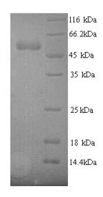 SDS-PAGE separation of QP6879 followed by commassie total protein stain results in a primary band consistent with reported data for VEGF / VEGFA / VEGF165. These data demonstrate Greater than 90% as determined by SDS-PAGE.