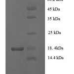 SDS-PAGE separation of QP6880 followed by commassie total protein stain results in a primary band consistent with reported data for VEGF-C. These data demonstrate Greater than 90% as determined by SDS-PAGE.