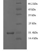 SDS-PAGE separation of QP6880 followed by commassie total protein stain results in a primary band consistent with reported data for VEGF-C. These data demonstrate Greater than 90% as determined by SDS-PAGE.