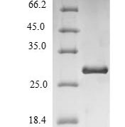 SDS-PAGE separation of QP6882 followed by commassie total protein stain results in a primary band consistent with reported data for Immunoglobulin iota chain. These data demonstrate Greater than 90% as determined by SDS-PAGE.
