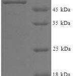 SDS-PAGE separation of QP6884 followed by commassie total protein stain results in a primary band consistent with reported data for WD repeat-containing protein 5. These data demonstrate Greater than 90% as determined by SDS-PAGE.