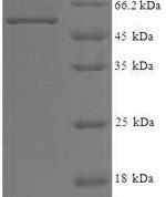 SDS-PAGE separation of QP6884 followed by commassie total protein stain results in a primary band consistent with reported data for WD repeat-containing protein 5. These data demonstrate Greater than 90% as determined by SDS-PAGE.
