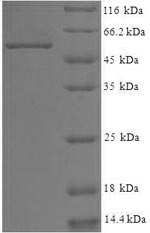 SDS-PAGE separation of QP6884 followed by commassie total protein stain results in a primary band consistent with reported data for WD repeat-containing protein 5. These data demonstrate Greater than 90% as determined by SDS-PAGE.