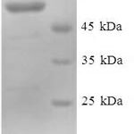 SDS-PAGE separation of QP6885 followed by commassie total protein stain results in a primary band consistent with reported data for DDB1- and CUL4-associated factor 7. These data demonstrate Greater than 90% as determined by SDS-PAGE.