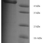 SDS-PAGE separation of QP6887 followed by commassie total protein stain results in a primary band consistent with reported data for Proto-oncogene Wnt-3. These data demonstrate Greater than 90% as determined by SDS-PAGE.