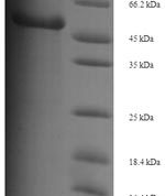 SDS-PAGE separation of QP6887 followed by commassie total protein stain results in a primary band consistent with reported data for Proto-oncogene Wnt-3. These data demonstrate Greater than 90% as determined by SDS-PAGE.