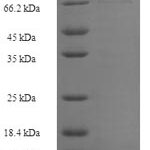 SDS-PAGE separation of QP6891 followed by commassie total protein stain results in a primary band consistent with reported data for E3 ubiquitin-protein ligase XIAP. These data demonstrate Greater than 90% as determined by SDS-PAGE.