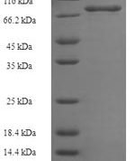 SDS-PAGE separation of QP6891 followed by commassie total protein stain results in a primary band consistent with reported data for E3 ubiquitin-protein ligase XIAP. These data demonstrate Greater than 90% as determined by SDS-PAGE.