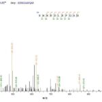 SEQUEST analysis of LC MS/MS spectra obtained from a run with QP6892 identified a match between this protein and the spectra of a peptide sequence that matches a region of DNA repair protein complementing XP-C cells.