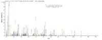 SEQUEST analysis of LC MS/MS spectra obtained from a run with QP6892 identified a match between this protein and the spectra of a peptide sequence that matches a region of DNA repair protein complementing XP-C cells.