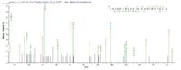 Additional SEQUEST analysis of the LC MS/MS spectra from QP6892 identified an additional between this protein and the spectra of another peptide sequence that matches a region of DNA repair protein complementing XP-C cells confirming successful recombinant synthesis.