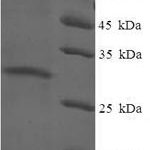 SDS-PAGE separation of QP6897 followed by commassie total protein stain results in a primary band consistent with reported data for Protein yippee-like 3. These data demonstrate Greater than 90% as determined by SDS-PAGE.