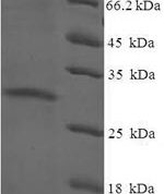 SDS-PAGE separation of QP6897 followed by commassie total protein stain results in a primary band consistent with reported data for Protein yippee-like 3. These data demonstrate Greater than 90% as determined by SDS-PAGE.