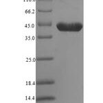 SDS-PAGE separation of QP6899 followed by commassie total protein stain results in a primary band consistent with reported data for 14-3-3 protein zeta / delta. These data demonstrate Greater than 90% as determined by SDS-PAGE.