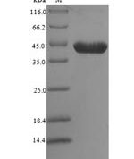 SDS-PAGE separation of QP6899 followed by commassie total protein stain results in a primary band consistent with reported data for 14-3-3 protein zeta / delta. These data demonstrate Greater than 90% as determined by SDS-PAGE.