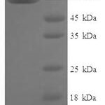 SDS-PAGE separation of QP6900 followed by commassie total protein stain results in a primary band consistent with reported data for Zinc finger protein 114. These data demonstrate Greater than 90% as determined by SDS-PAGE.