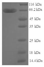 SDS-PAGE separation of QP6900 followed by commassie total protein stain results in a primary band consistent with reported data for Zinc finger protein 114. These data demonstrate Greater than 90% as determined by SDS-PAGE.