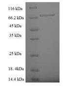 SDS-PAGE separation of QP6905 followed by commassie total protein stain results in a primary band consistent with reported data for Zinc finger protein 212. These data demonstrate Greater than 90% as determined by SDS-PAGE.