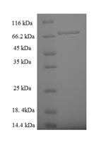 SDS-PAGE separation of QP6905 followed by commassie total protein stain results in a primary band consistent with reported data for Zinc finger protein 212. These data demonstrate Greater than 90% as determined by SDS-PAGE.