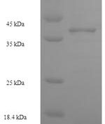 SDS-PAGE separation of QP6909 followed by commassie total protein stain results in a primary band consistent with reported data for Zinc finger protein 581. These data demonstrate Greater than 90% as determined by SDS-PAGE.