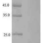 SDS-PAGE separation of QP6911 followed by commassie total protein stain results in a primary band consistent with reported data for Zona pellucida sperm-binding protein 3. These data demonstrate Greater than 90% as determined by SDS-PAGE.