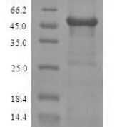 SDS-PAGE separation of QP6912 followed by commassie total protein stain results in a primary band consistent with reported data for ZRANB2. These data demonstrate Greater than 90% as determined by SDS-PAGE.