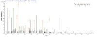 SEQUEST analysis of LC MS/MS spectra obtained from a run with QP6916 identified a match between this protein and the spectra of a peptide sequence that matches a region of EpCAM / TACSTD1.