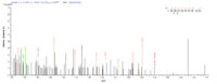 Additional SEQUEST analysis of the LC MS/MS spectra from QP6916 identified an additional between this protein and the spectra of another peptide sequence that matches a region of EpCAM / TACSTD1 confirming successful recombinant synthesis.