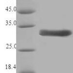 SDS-PAGE separation of QP6920 followed by commassie total protein stain results in a primary band consistent with reported data for Major pollen allergen Cor a 1 isoforms 5