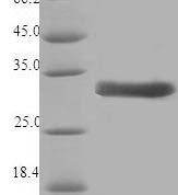 SDS-PAGE separation of QP6920 followed by commassie total protein stain results in a primary band consistent with reported data for Major pollen allergen Cor a 1 isoforms 5